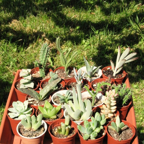 Lot succulentes pot - pot, de