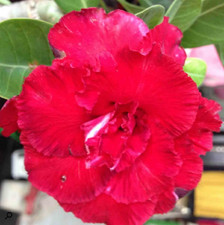 4 graines de Rose du désert