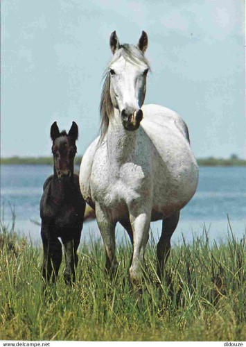 Carte postale animaux - postale,