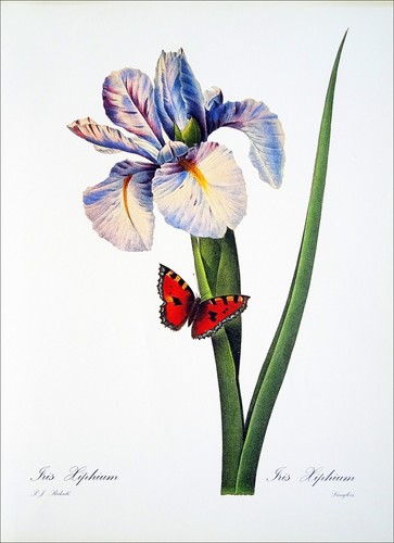 Herbier iris xiphium - :,