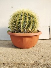 PLANTE ECHINOCACTUS GRUSONII