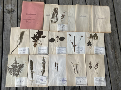 Herbier ancien - herbier,