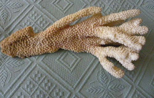 Corail blanc longueur - blanc,,
