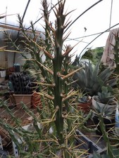 Cylindropuntia kleiniae 1 cutting 1 bouture succulent frosthardy outdoor