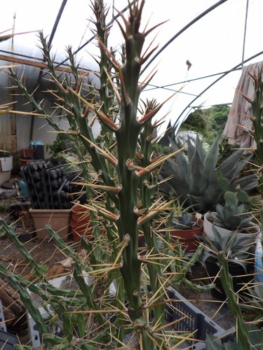 Cylindropuntia kleiniae - , 1