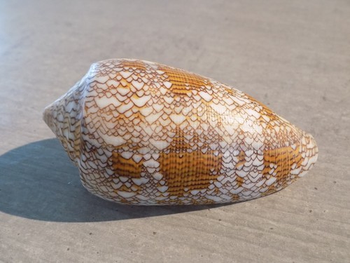 Coquillage new conidae - coquillage,