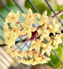 Hoya Quinquenervia Live Plant 3” potted – Easy Indoor