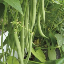 Haricot Vert Contender Sans Fil 100 Graines Bio