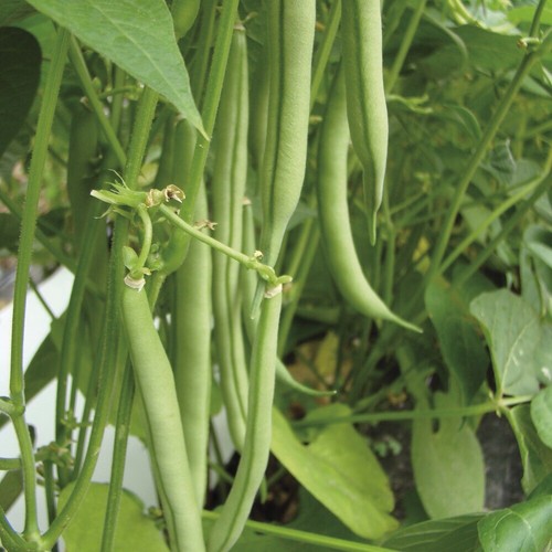 Haricot vert contender sans - contender,