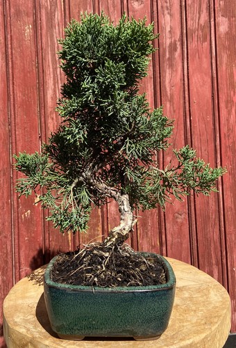 Bonsaï juniperus chinensis - bonsaÏ,