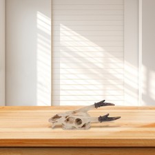  Cache Pour Tortue Terrestre