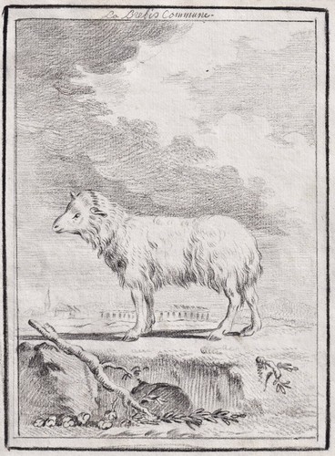 Dessin brebis zoologie - de,