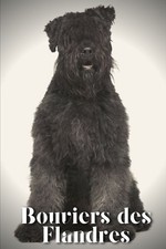 Nina Pustova Bouviers des