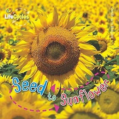 Seed sunflower - seed,