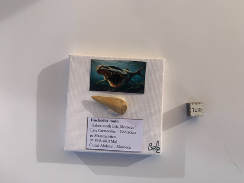 Mini tableau fossile dent - mini, –