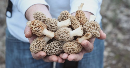 Morel mushroom spores - mushroom,