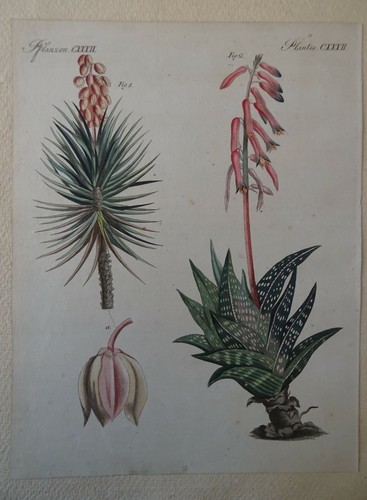 Chromolithographie yucca - chromolithographie,