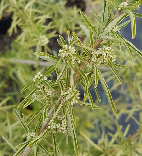 Aloysia polystachya verveine - aloysia,