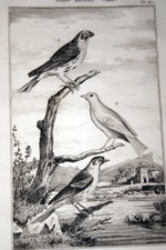 OISEAUX BUFFON GRAVURE SERIN DE PROVENCE TARIN 1835 BF63