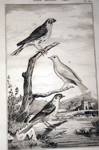 Oiseaux buffon gravure serin - buffon,