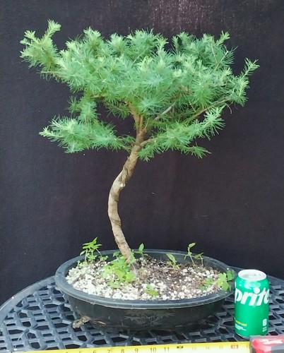 Japanese larch bonsai tree - bonsai, tree-