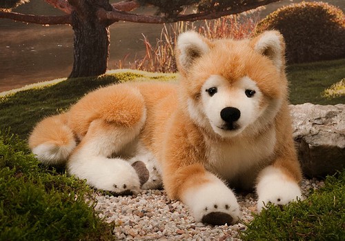 Shiba inu chien par kosen - par, /