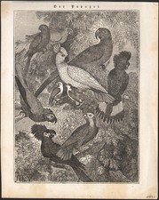 1834 Wood Engraving Parrots Parakeets Birds Ornithology