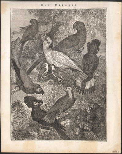 1834 gravure sur bois - 1834,