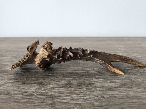 Bois chevreuil taxidermie - bois, de