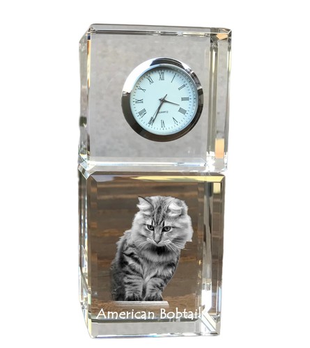 Américain bobtail - bobtail,