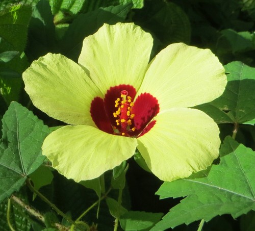 Graines hibiscus grimpant - graines,