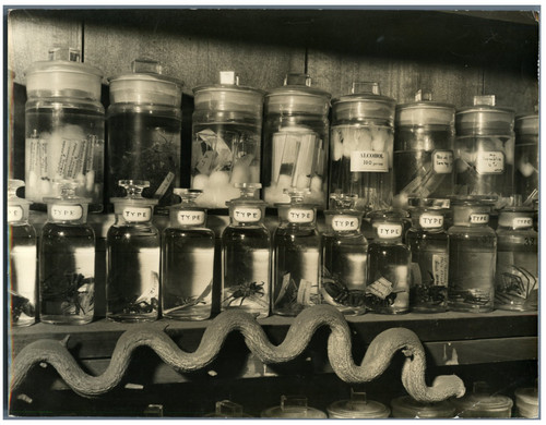 Specimen jars with wide - specimen,