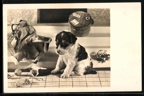 Carte postale photo chiot - , et