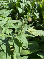 50 Organic Bocking 14 Comfrey Root Cuttings - 4” Each - Shipped Day of Harvest