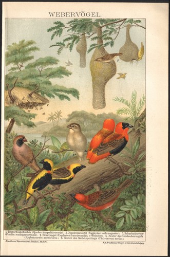 1897 lithographie oiseaux - 1897,