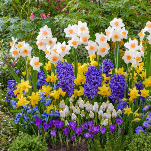 Bulbes printemps lux garten - bulbes,