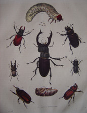 Beautiful Antique Engraving