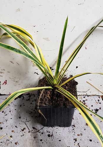 Yucca filamentosa bright - yucca, 'bright
