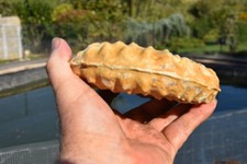 grande ammonite Mortoniceras