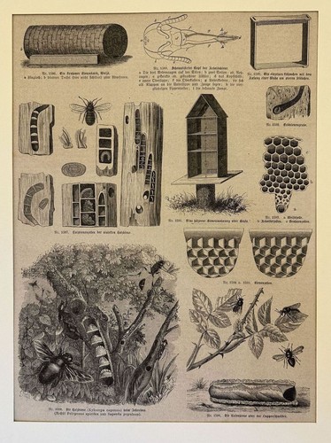 Apiculture ruche 1875 - 1875, abeilles