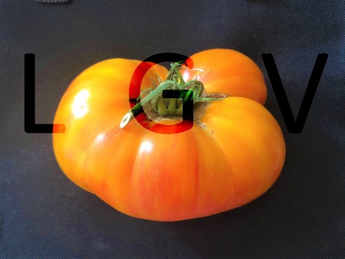 Graines tomates ananas - 20, de