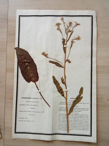 Ancien herbier botanique - ancien,