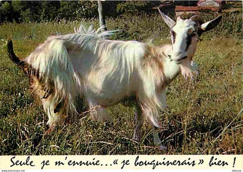 Carte postale animaux - carte,