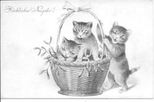 CHAT - deux chatons dans un