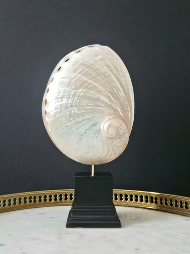 Grand ormeau nacré socle - ormeau,