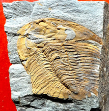TRILOBITE CAMBRIEN  DE FRANCE