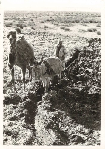 Ancienne photo 1960 maroc - ancienne,