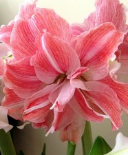 Blue Buddha Farm: Amaryllis 'First Love' Bulb - Romantic Pastel Pink & Cream