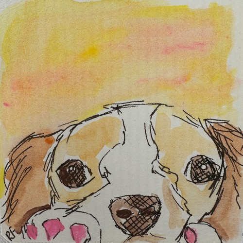Cavalier king charles spaniel - cavalier,