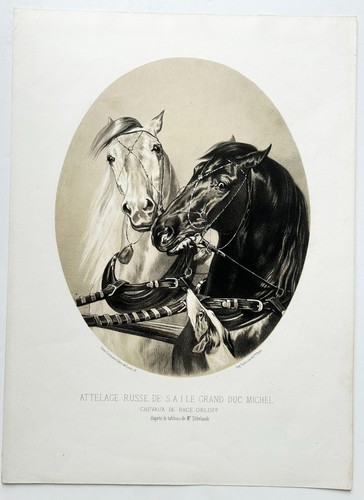 Chevaux attelage russe - -,